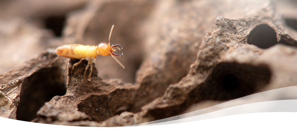 Termite Damage vs. Wood Root