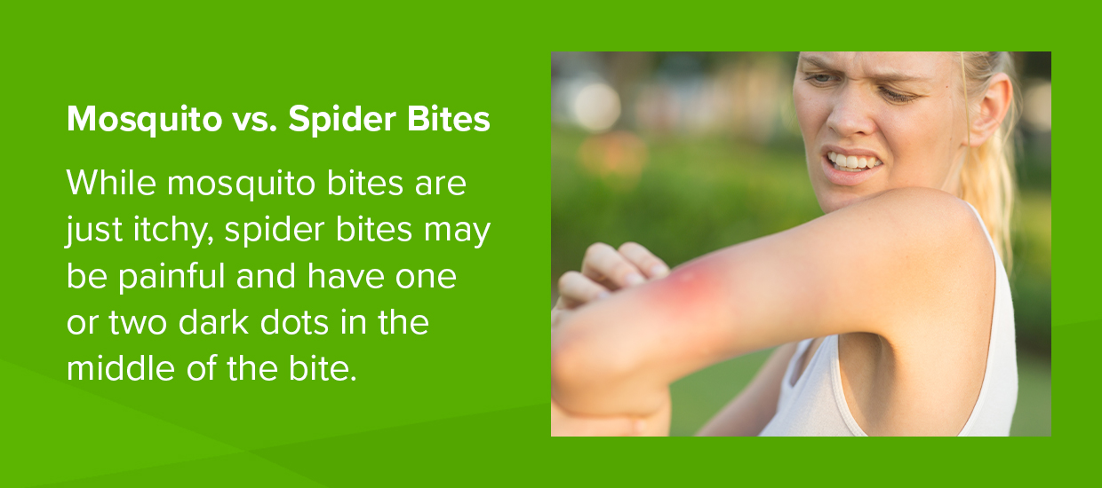 mosquito vs spider bites