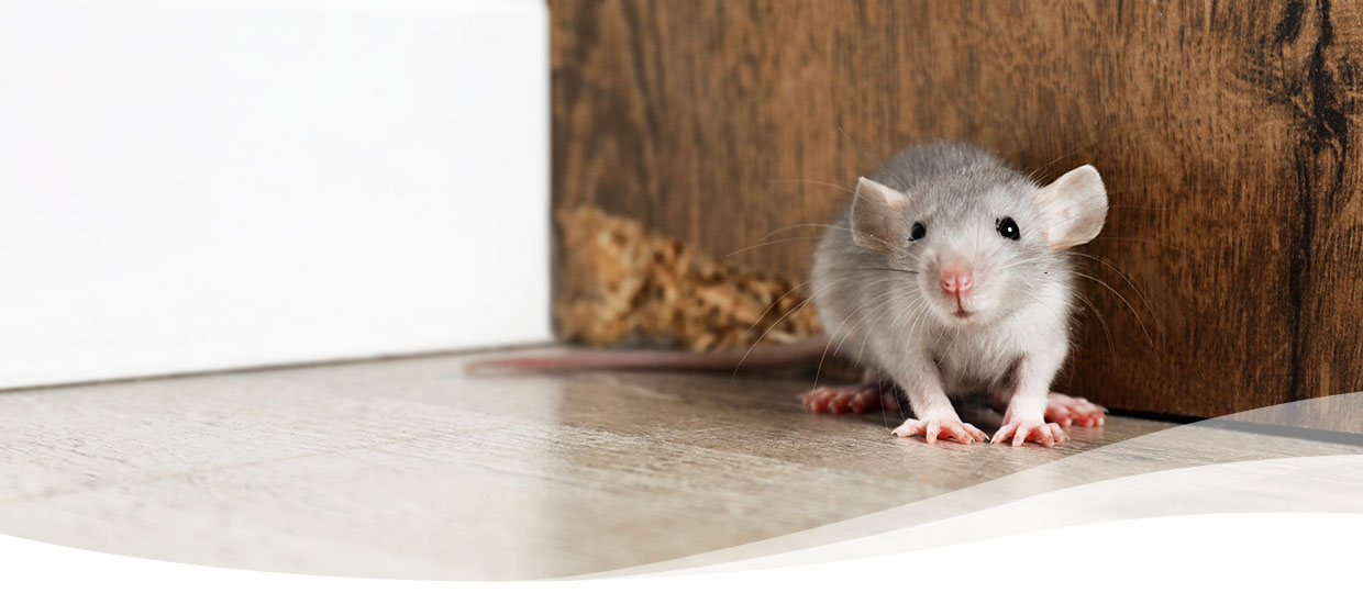 5 Telltale Signs of a Rodent Infestation in Your Home