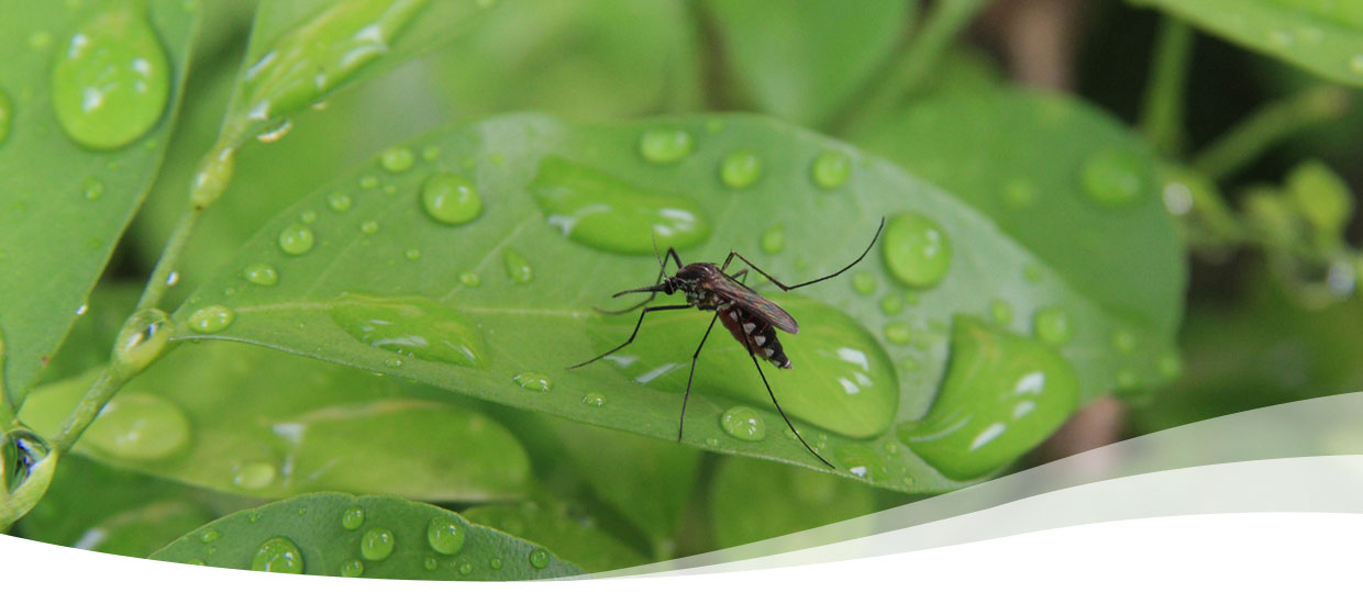 The Mosquito Life Cycle