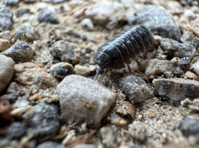 What Are Pill Bugs The Texas Roly Poly Barefoot Mosquito what-are-pill-bugs-the-texas-roly-poly-barefoot-mosquito