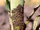 chinch bugs on plant