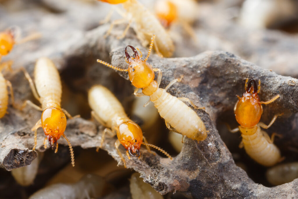 a termite colony
