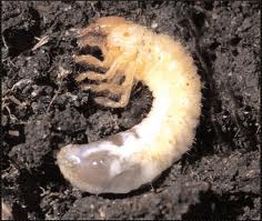 grub worm