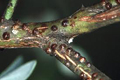 scale insects